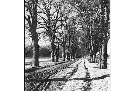 Snímek Lipové aleje, datovaný rokem 1950. Vpravo za stromy je vidět cihelna.