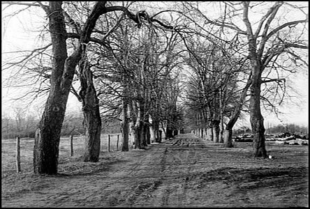 Lipová alej před r.1950, vpravo Lágrplac se skládkou dřeva, vzadu Cihelna.