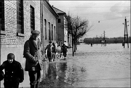 Ulice Bratislavská, pevádní dobytka pi záplavách v roce 1940.