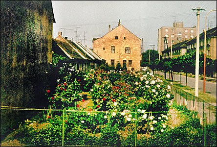 Kvetoucí pedzahrádky na pvodní ulici Horní Valy u ulice Blahoslavovy.