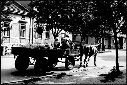 Na rohu ulice Slavíkovy (za koníkem pana Bernátka) bylo v r.1978 holiství.