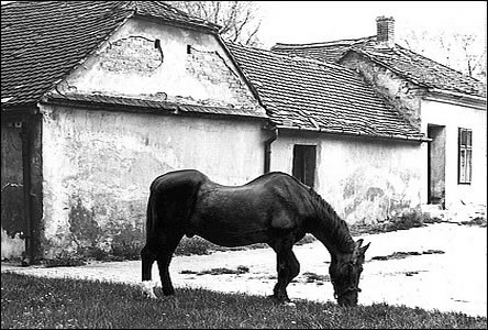 Ješte po r. 1970 bylo moné u ul. Mšanské vidt pasoucího se kon.