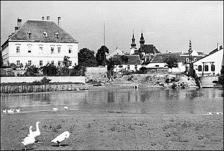 Morava s husami v Mlýnském ramen pod Zámekem pipomíná spíše rybník.